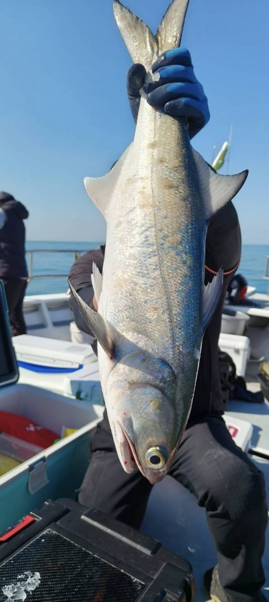 advanced-fisher-chub-mackerel.jpg