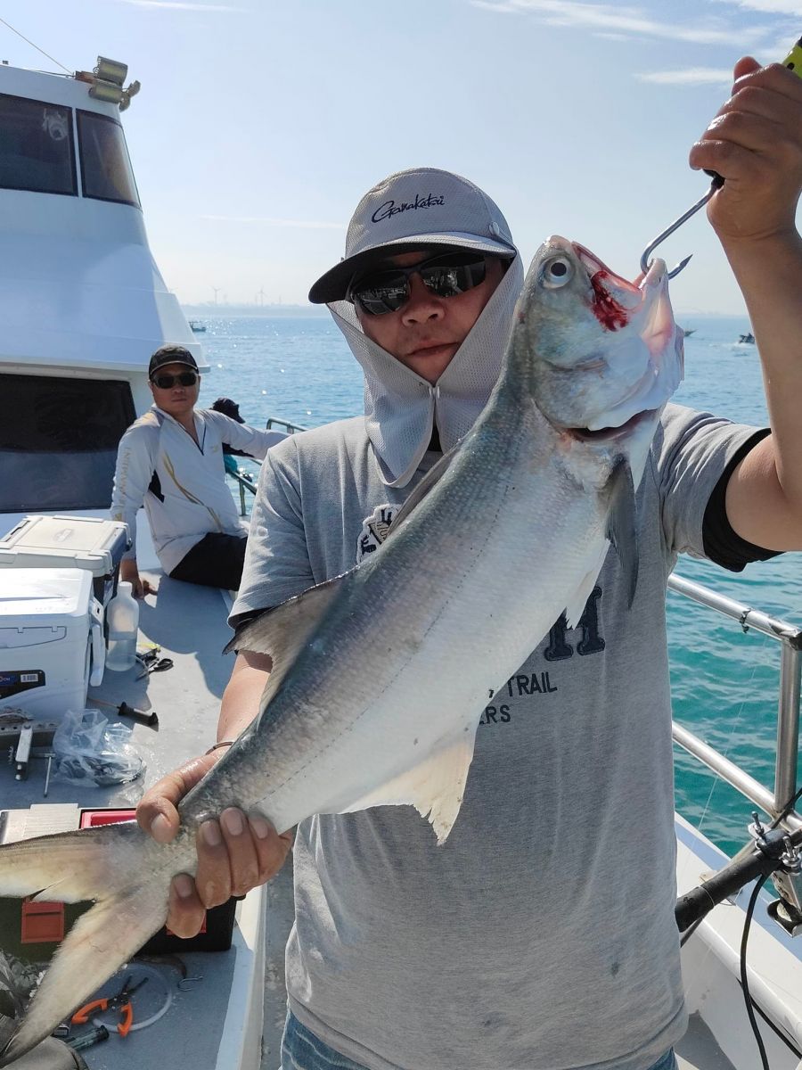 advanced-fisher-chub-mackerel.jpg