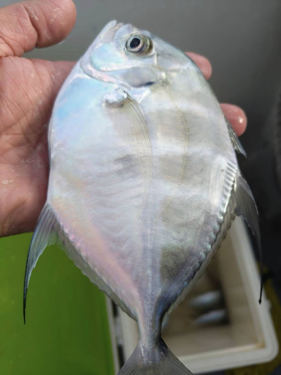 tongjing-fish-on-boat.jpg